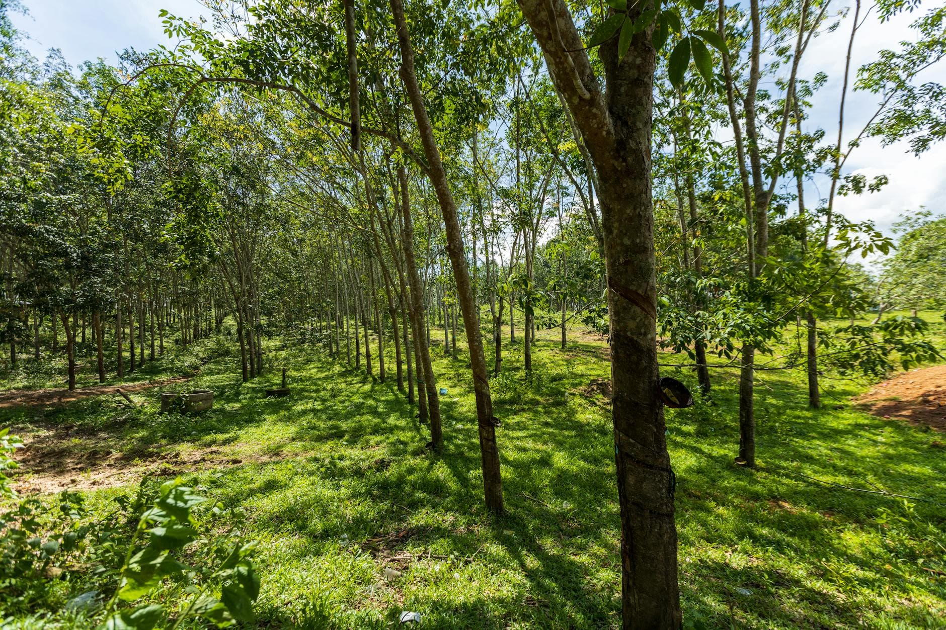 Tarifa da borracha natural até 2027: o que muda e o que não muda para o produtor