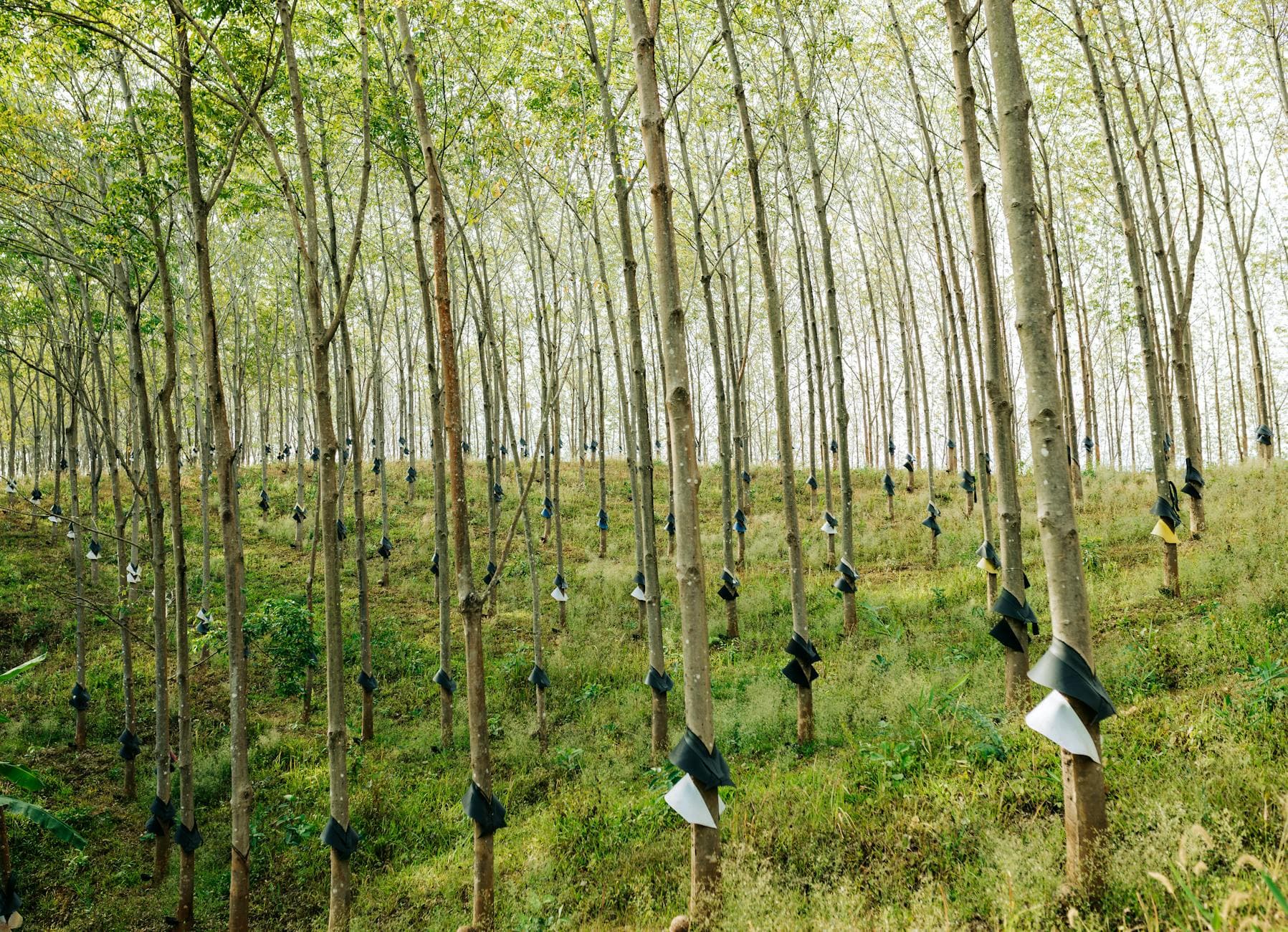 ZARC da seringueira: como o produtor deve usar o risco climático antes de plantar