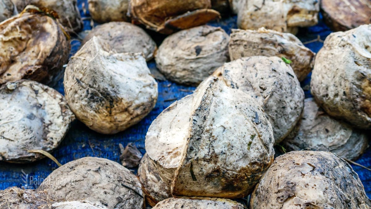 O que é DRC? Entenda o Teor de Borracha Seca na Produção de Borracha Natural