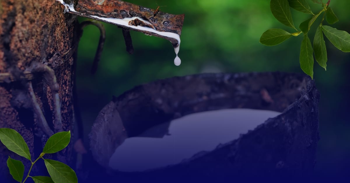 Clones de Seringueira e Agricultura 4.0: elevando a produtividade e sustentabilidade da borracha natural