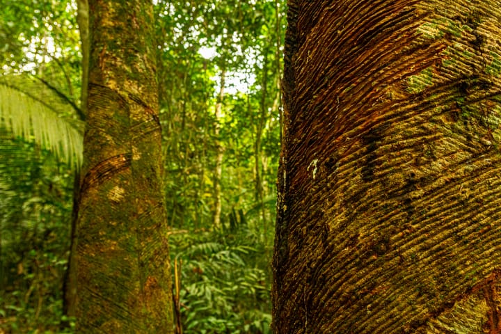 História da Borracha natural