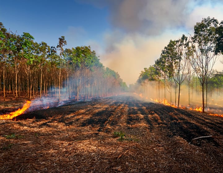 Como Evitar Incêndios em Seringais Durante Períodos de Seca