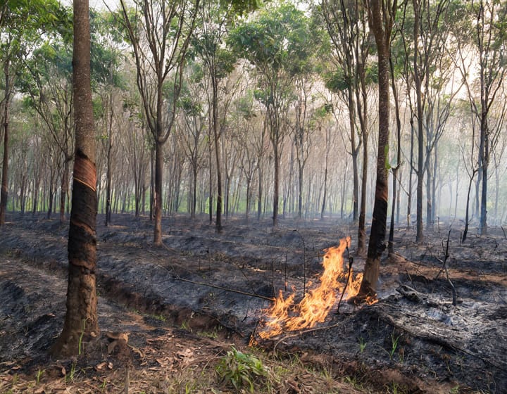 Recuperação de Seringais Após Incêndios