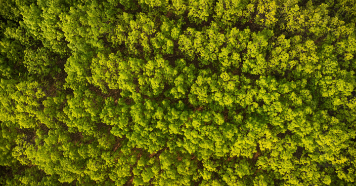 Seringais no mercado de carbono: oportunidades na Política Nacional da Borracha Natural